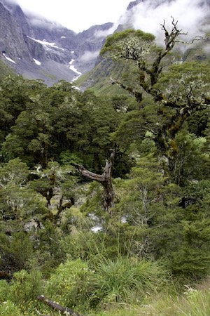 From the Gertrude Valley lookout on the Milford Sound Highway