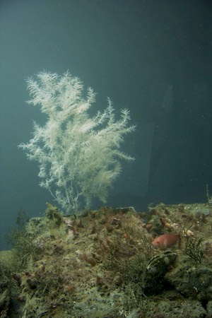 Observed from the underwater observatory
