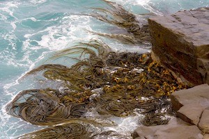 More seaweed in knots in Porpoise Bay