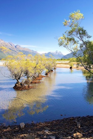 An odd grove of trees at Glenorchy