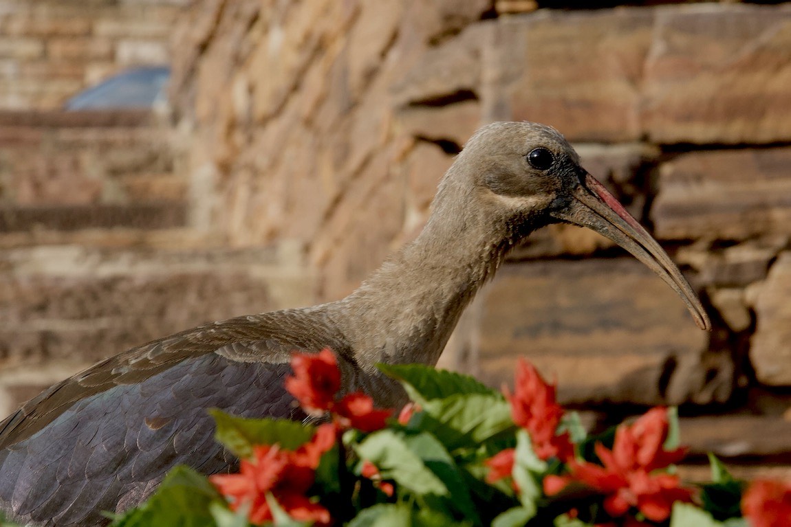 Hadada Ibis in the Union Building gardens