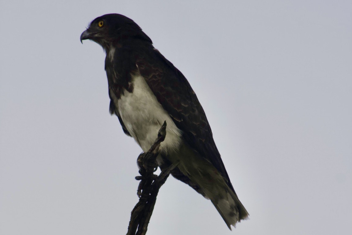 Black-chested Snake Eagle
