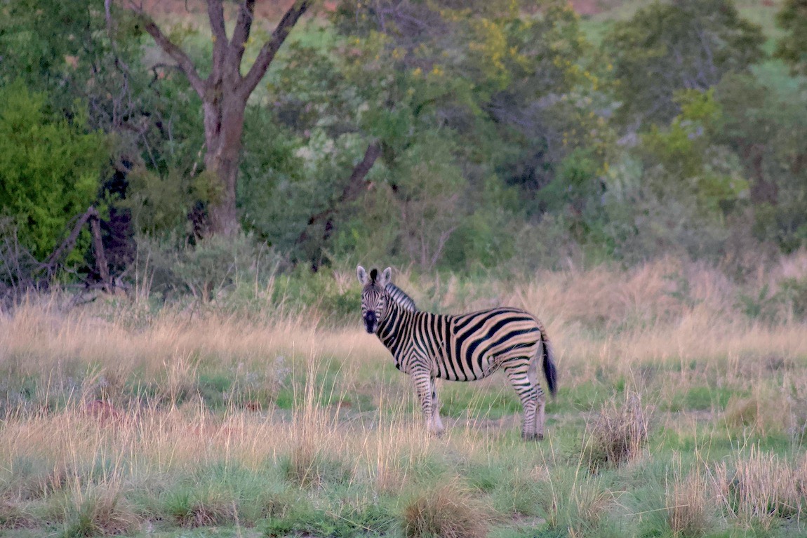 Plains Zebra