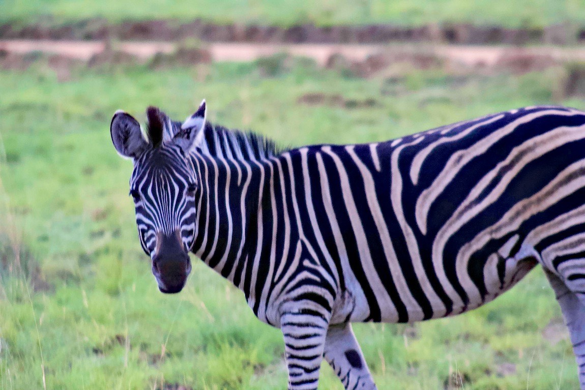 Plains Zebra