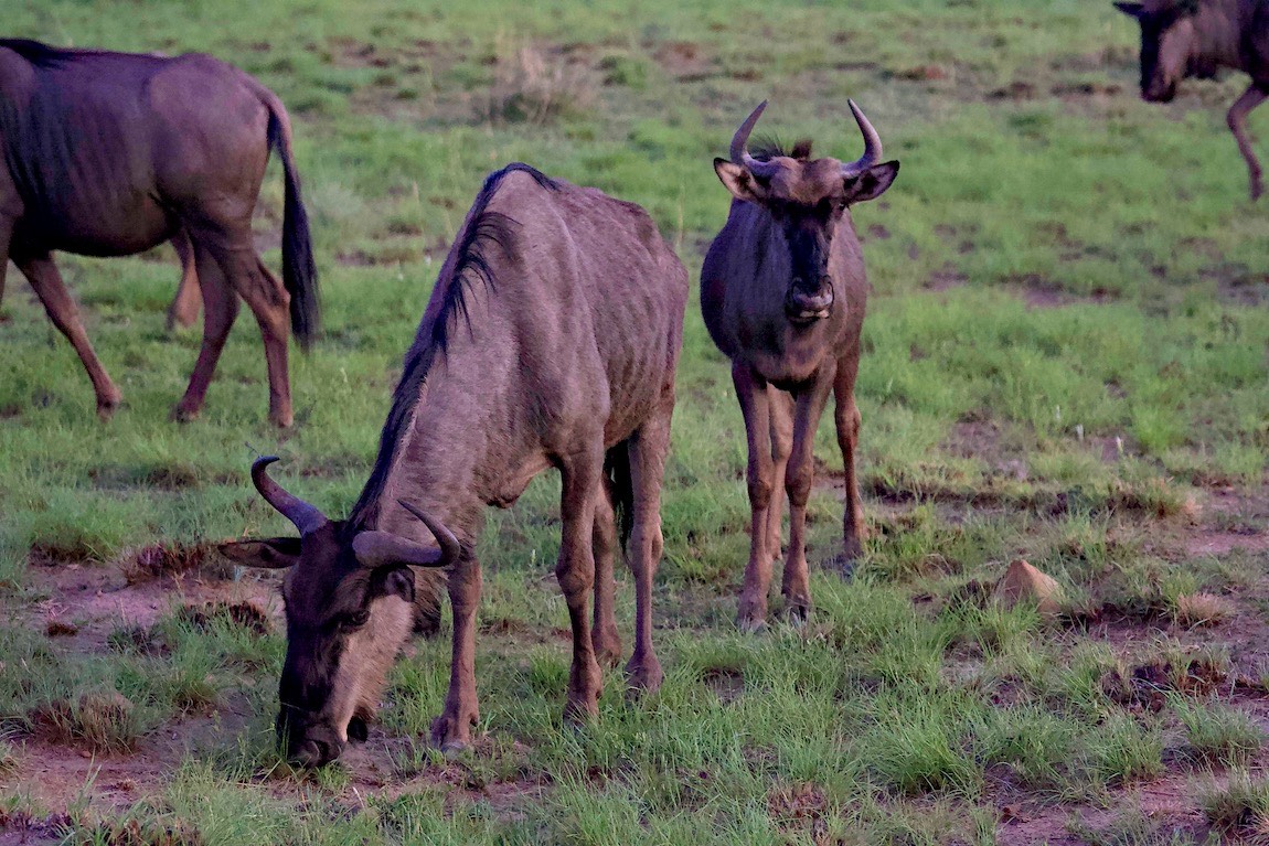 Blue wildebeest