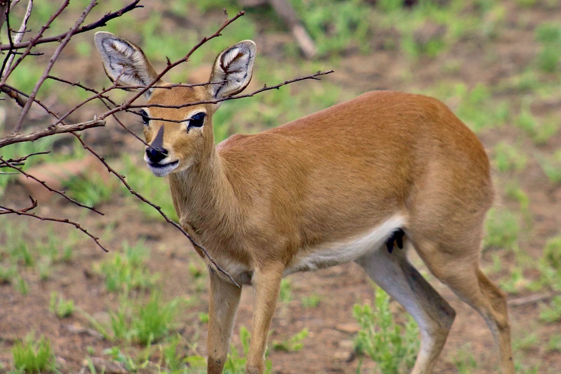 Steenbok