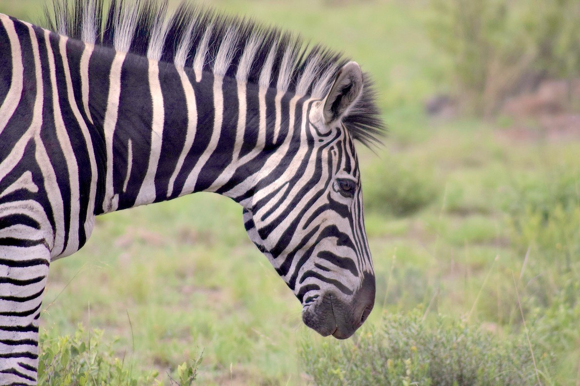 Plains Zebra