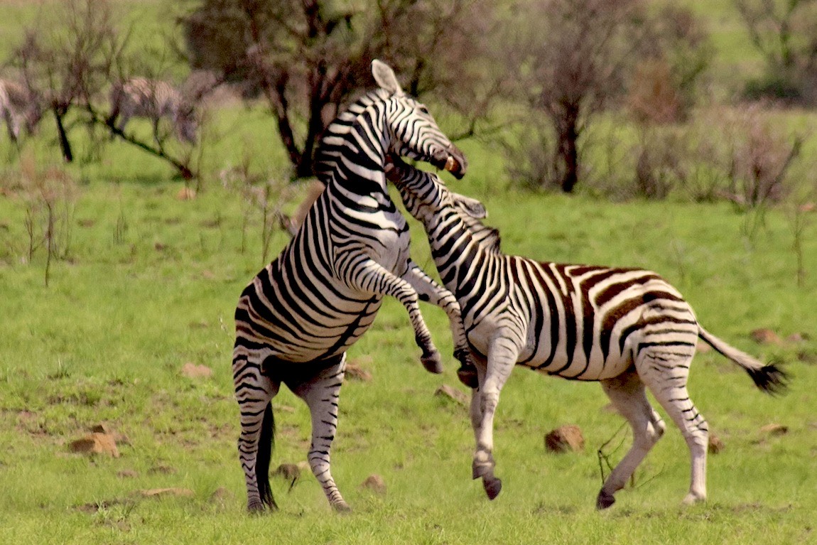 Plains Zebra