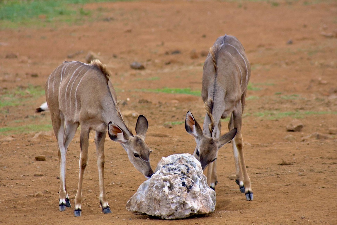 Greater kudu companions at the salt lick