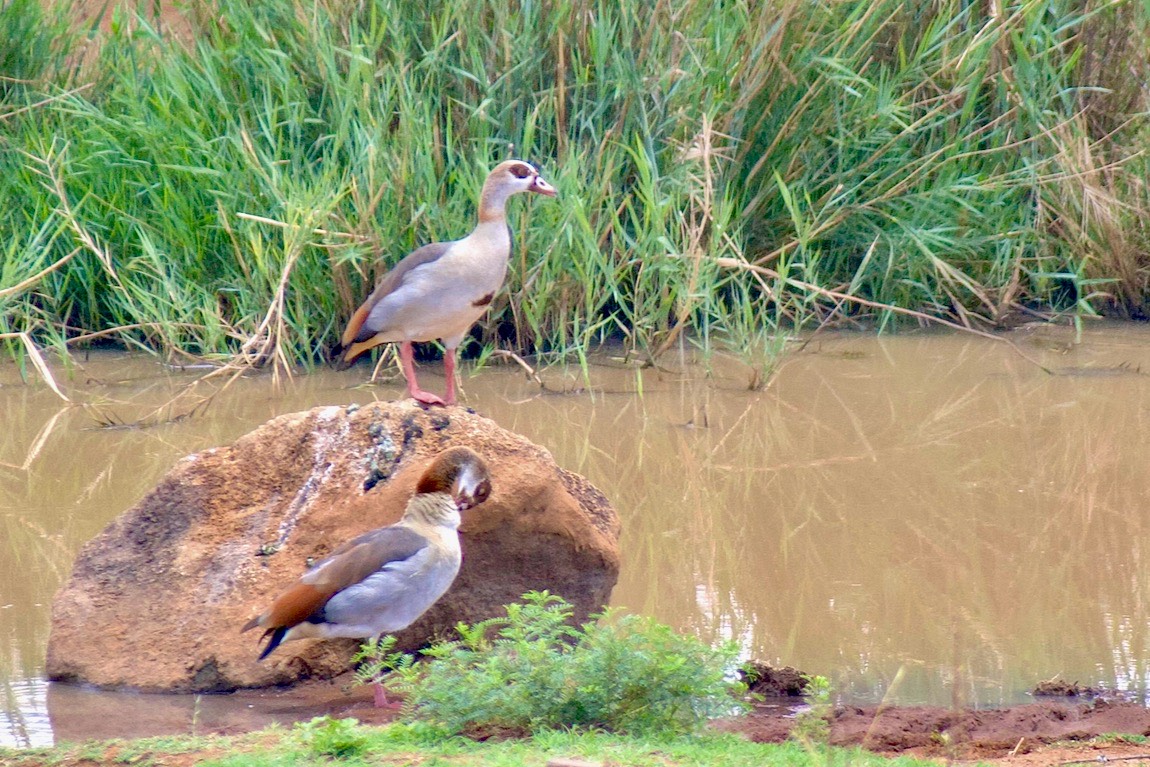 Egyptian Geese