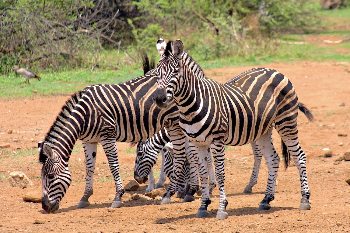 Plains Zebra