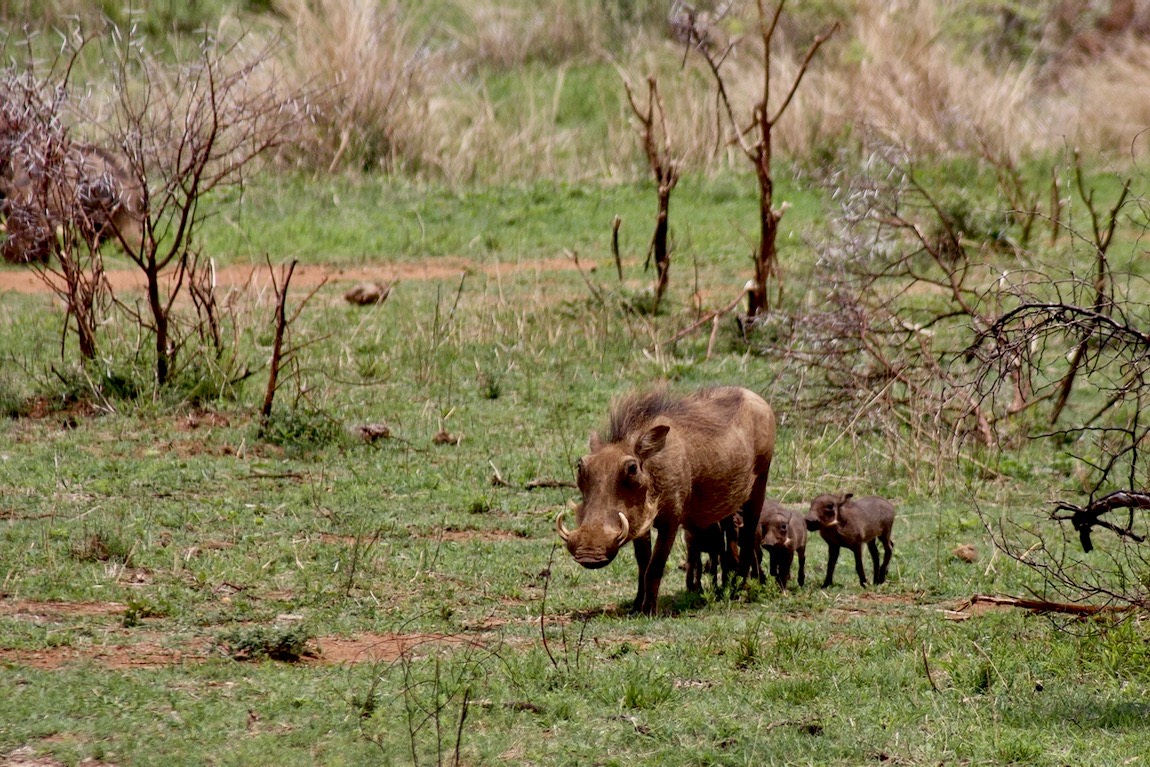 Warthog family