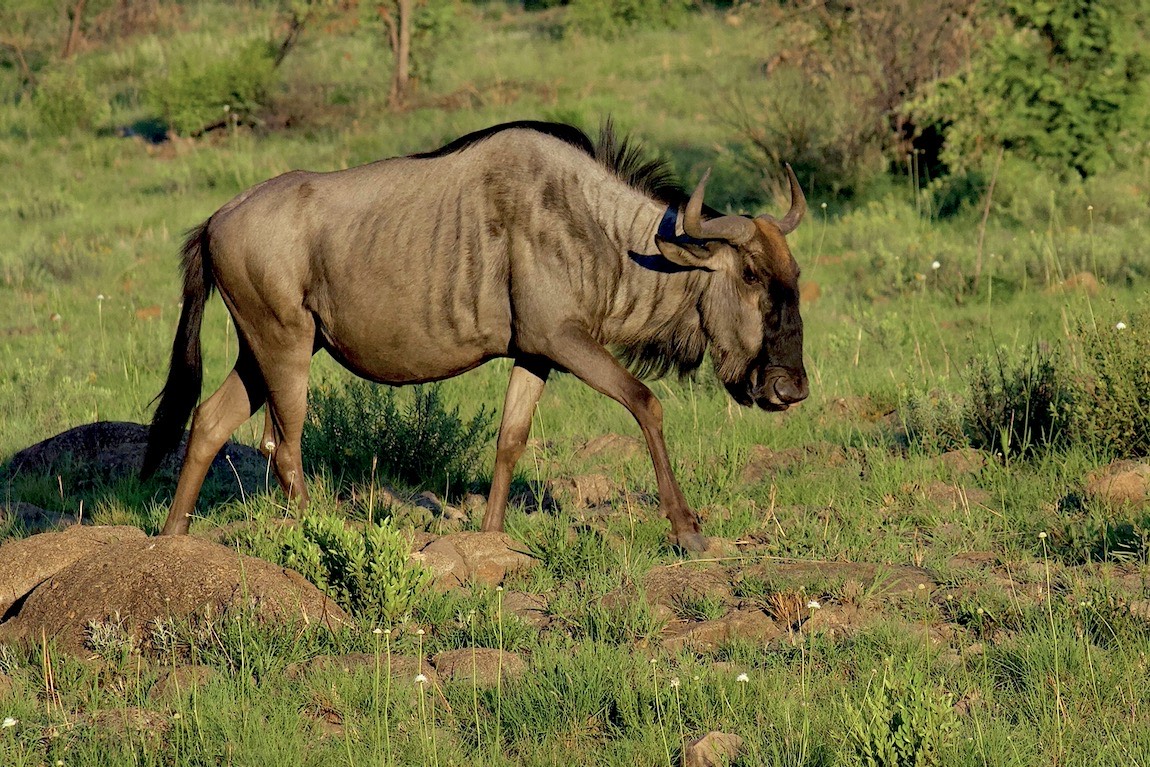 Blue wildebeest