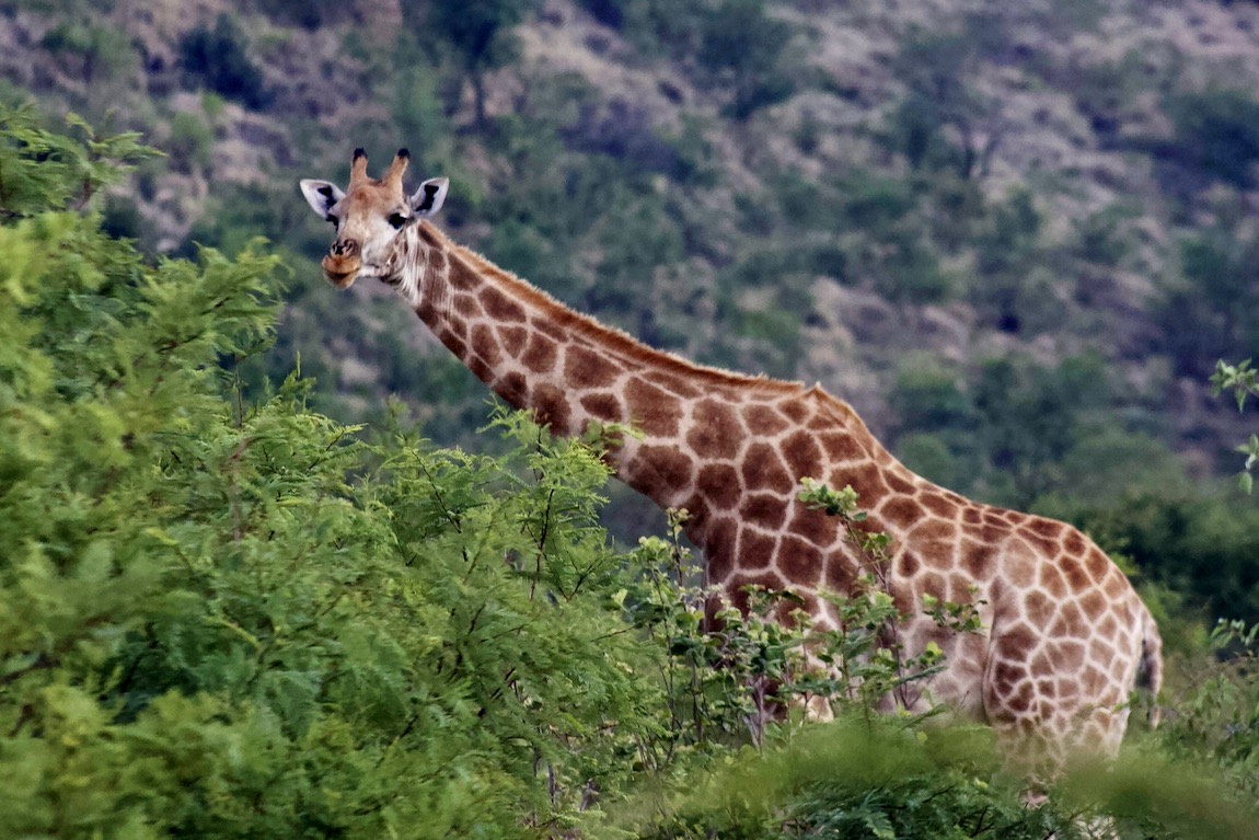 Northern Giraffe