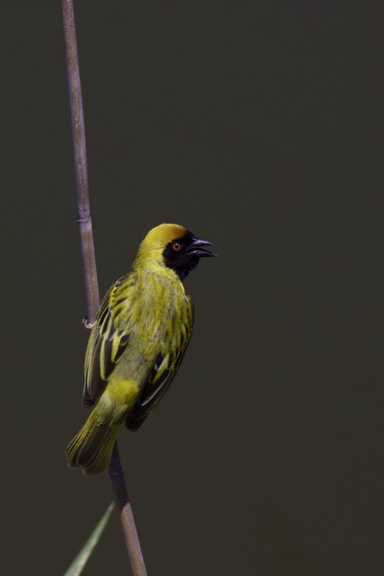Southern Masked Weaver