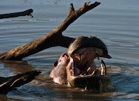 Hippopotamus at ⁨Pilanesberg National Park⁩