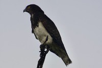 Black-chested Snake Eagle