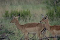 Impala