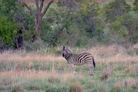 Plains Zebra