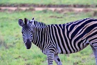 Plains Zebra