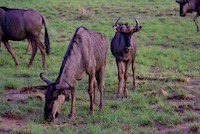 Blue wildebeest