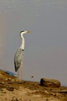 Grey Heron