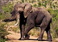 Amarula - the largest bull elephant in Pilanesberg.  He was feeling testy too, so we backed up and went another way.