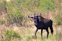 Blue wildebeest