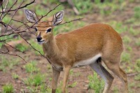 Steenbok