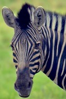 Plains Zebra