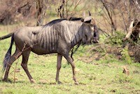 Blue wildebeest