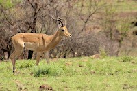 Impala