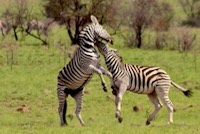 Plains Zebra