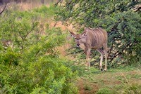 Greater kudu