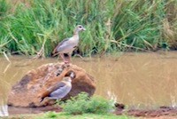 Egyptian Geese