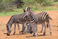 Plains Zebra