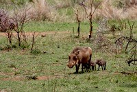 Warthog family