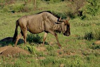 Blue wildebeest