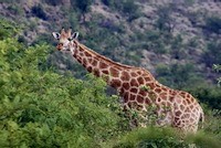 Northern Giraffe