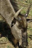 Blue wildebeest