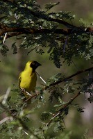 Southern Masked Weaver