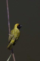 Southern Masked Weaver