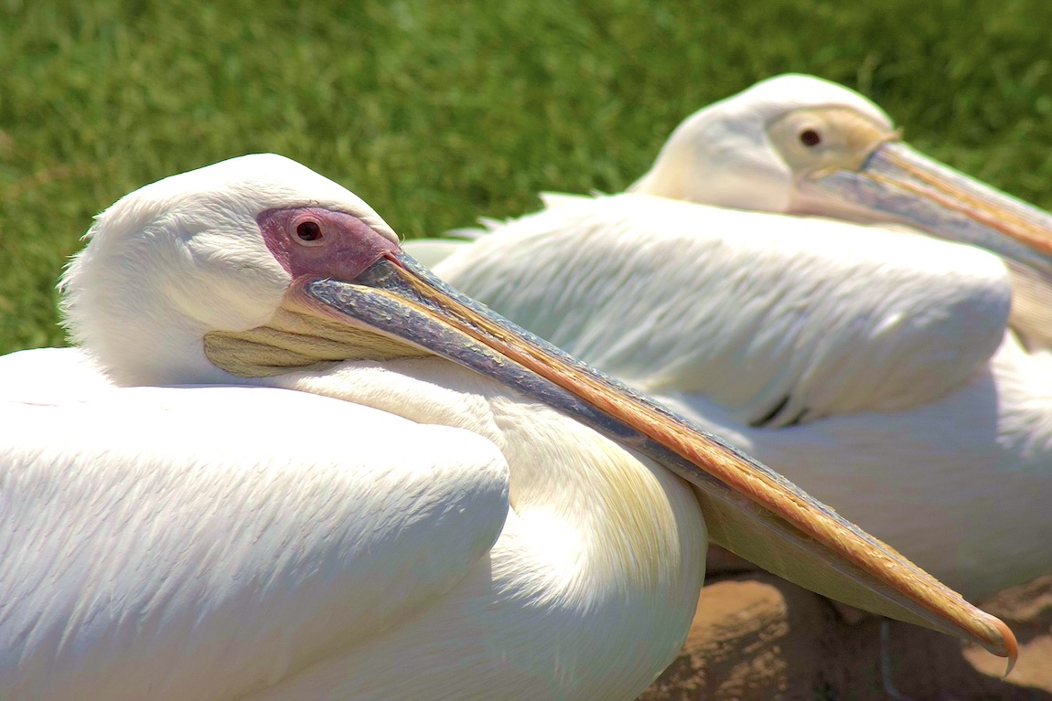 Great White Pelican