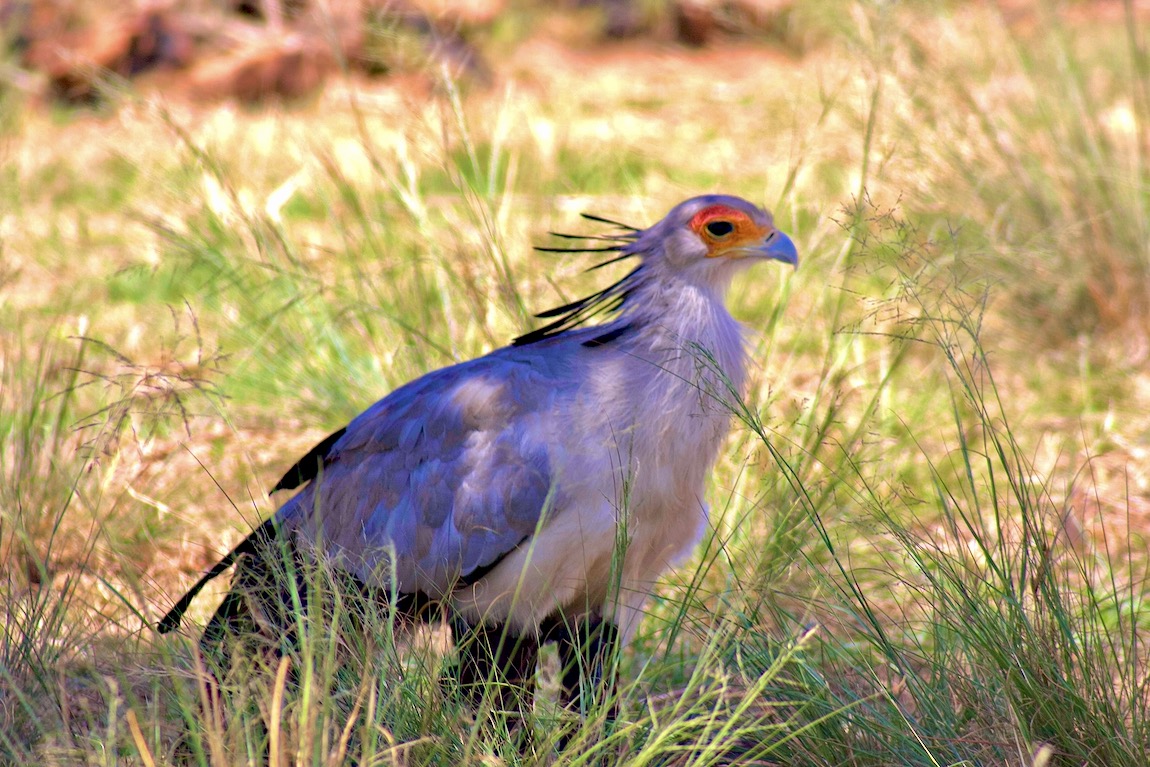 Secretarybird