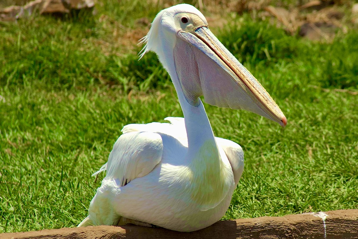 Great White Pelican