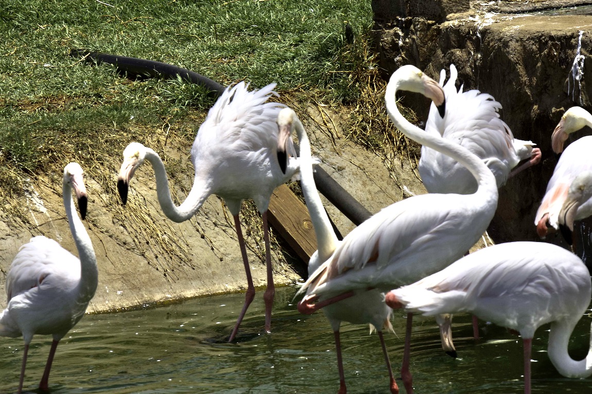 Rather pale flamingos
