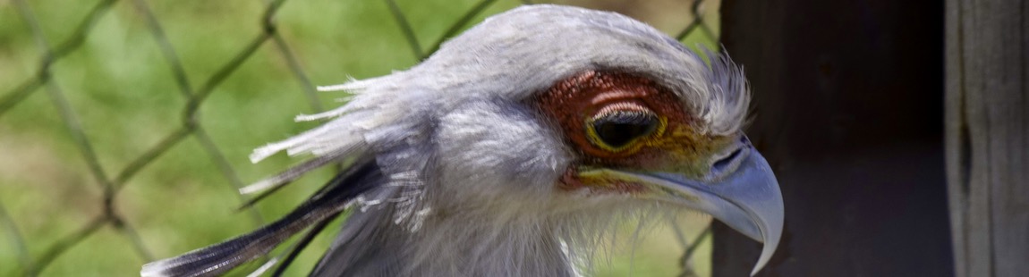 Secretarybird