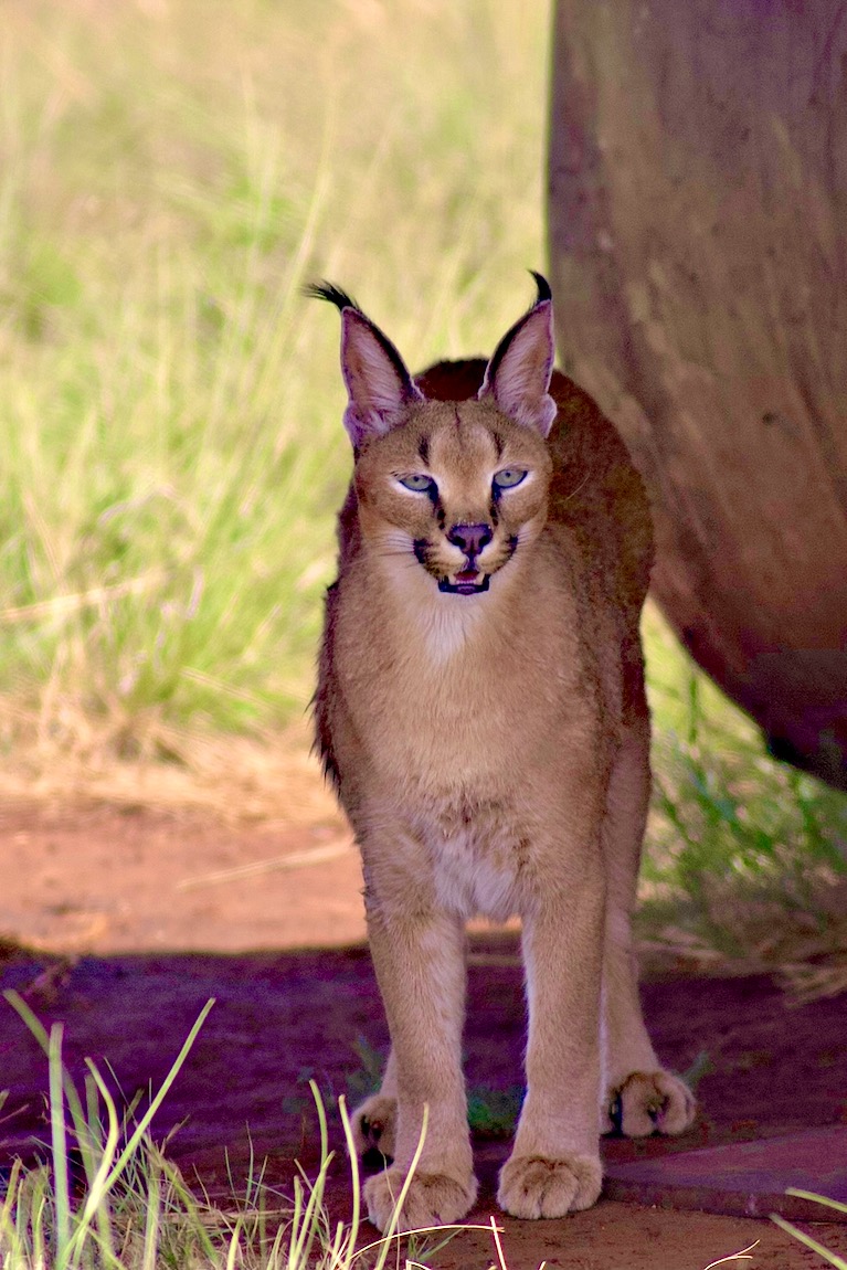 Caracal