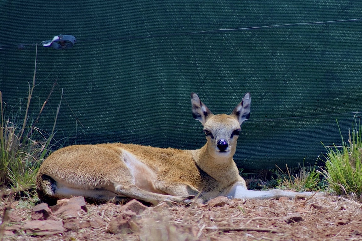 Klipspringer antelope