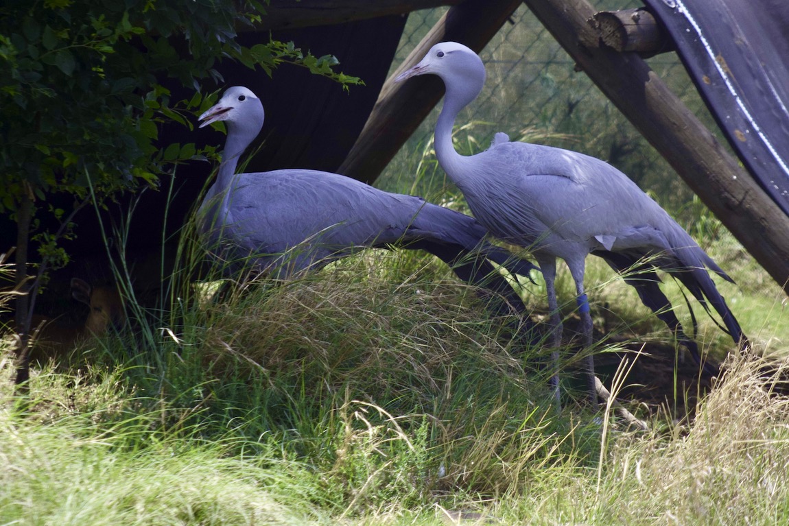 Blue cranes